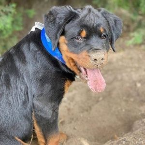 Meet your Posher, Mark